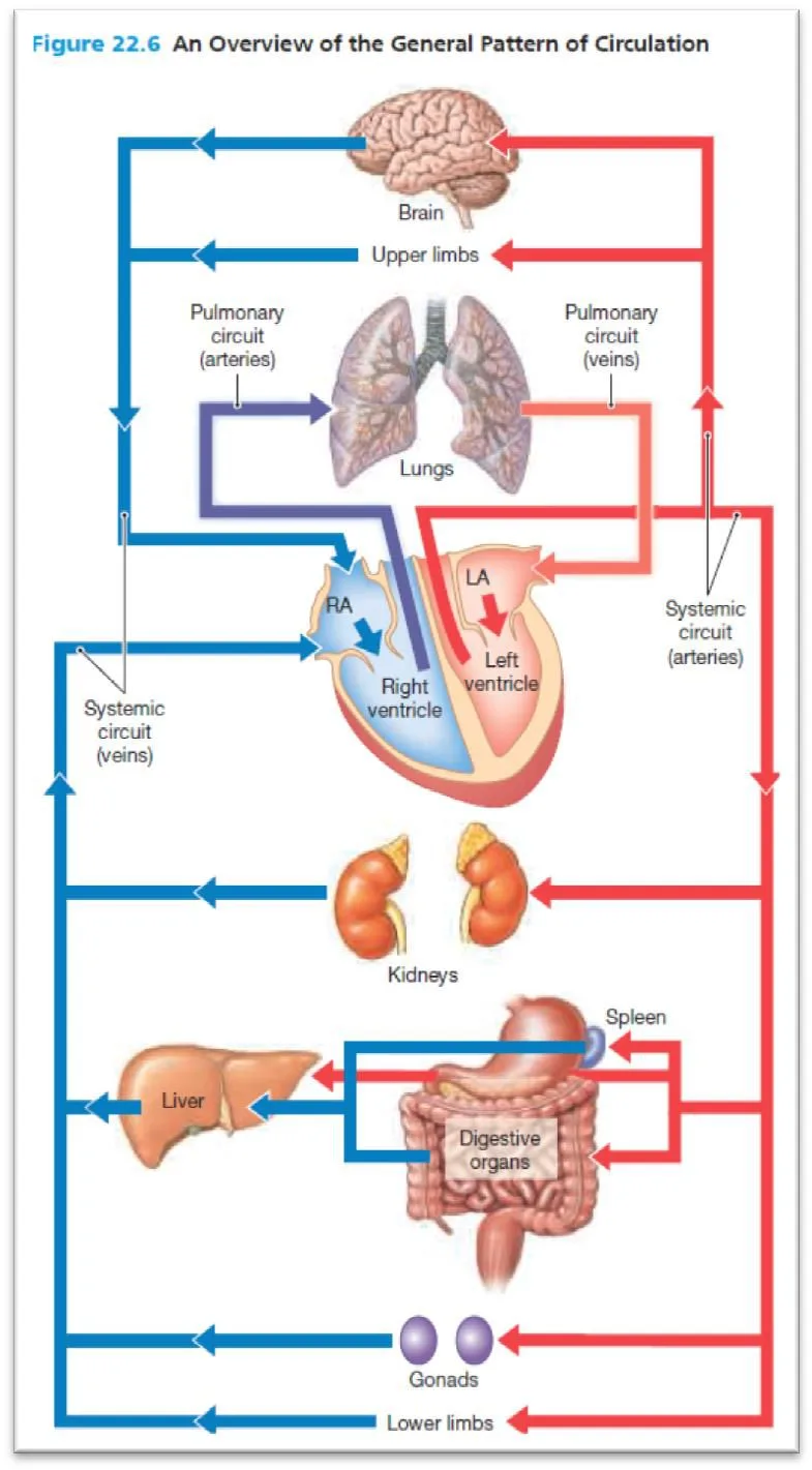 Anatomy Diagram