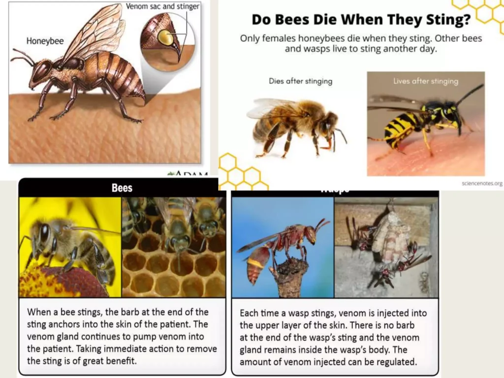 Insect Stings