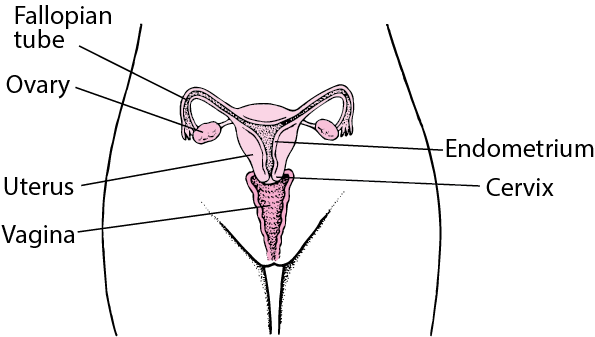 Internal Genitalia