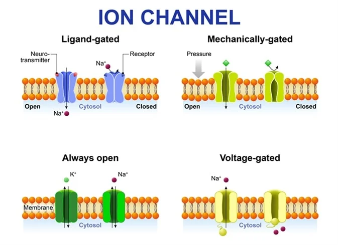 Ion Ch