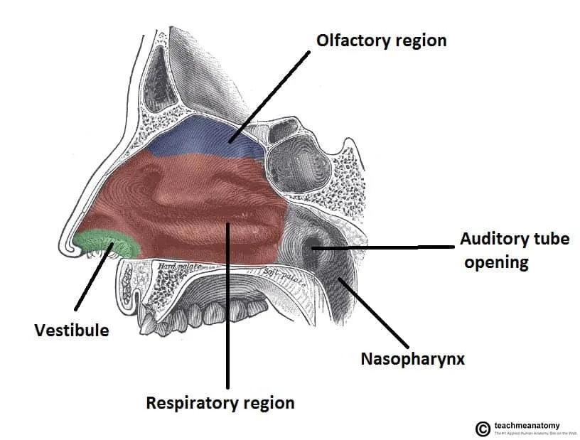 Lateral Wall Of The Nasal Cavity And The Nasal Septum