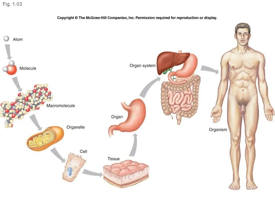 Levels Of Structural Organization In The Human Body Y 2