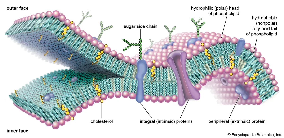 Lipid Bilayer Proteins Surfaces Phospholipids