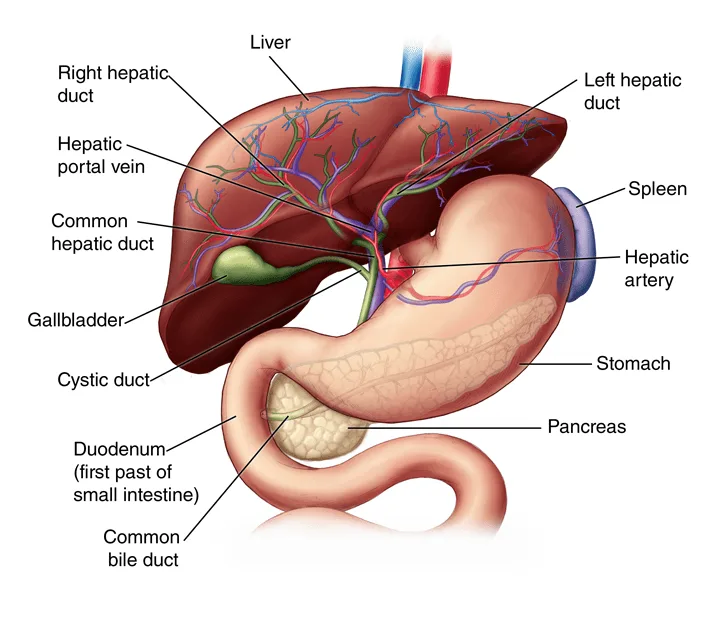 Location And Structure Of Liver 1