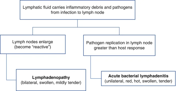Lymphadenitis Patho