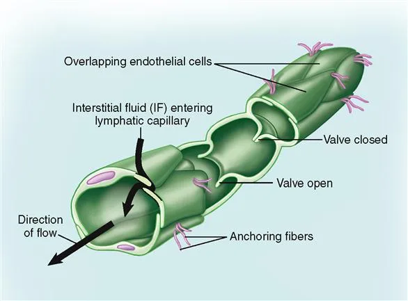 Lymphatic Vessel