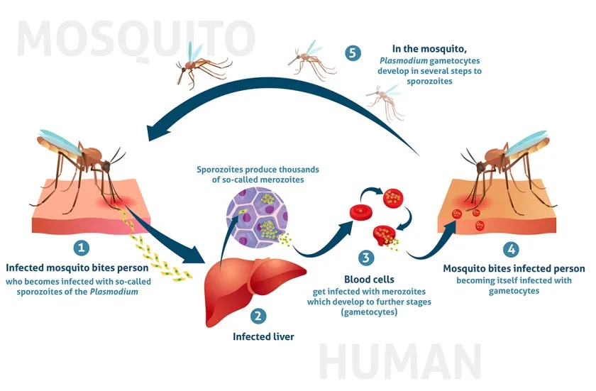 Malaria Transmission Cycle Without Headline 72dpi 1