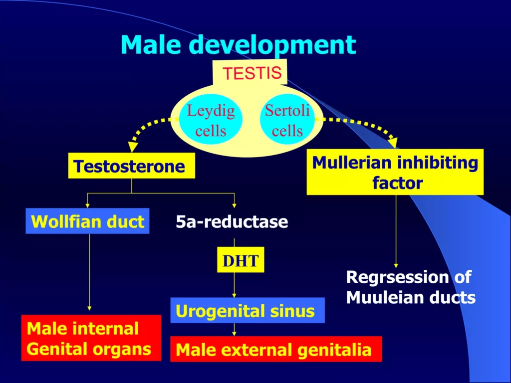 Male Normal Sexual Development