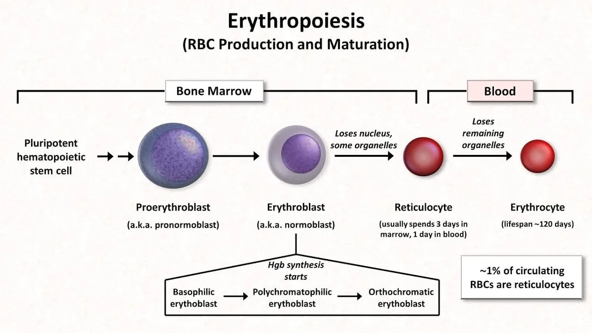 Maturation Of Red Blood Cell 1