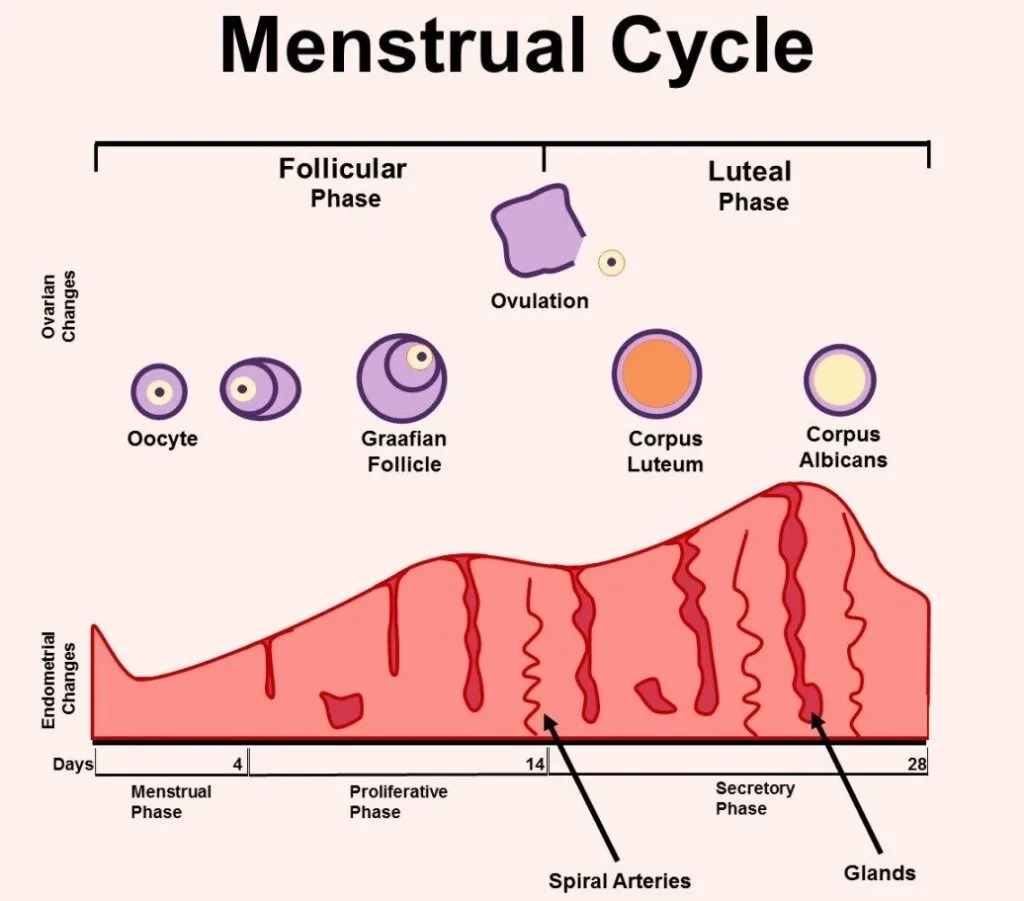 Menstrual Cycle Miwives Revision 1 E1732085318602