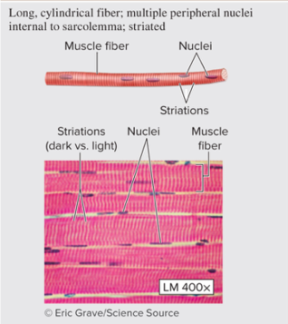 Microscopic Skeletal Muscle E1751345586323