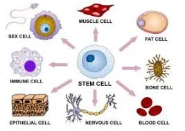 Muscle Cell Neuron Red Blood Cell Epithelial Cell With Microvilli