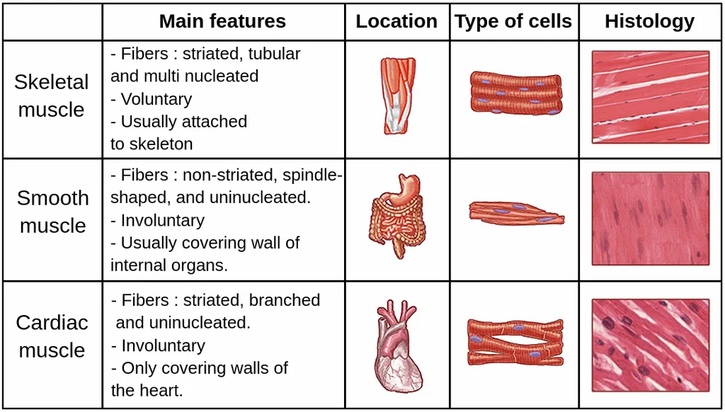 Muscle Tissue Types 1