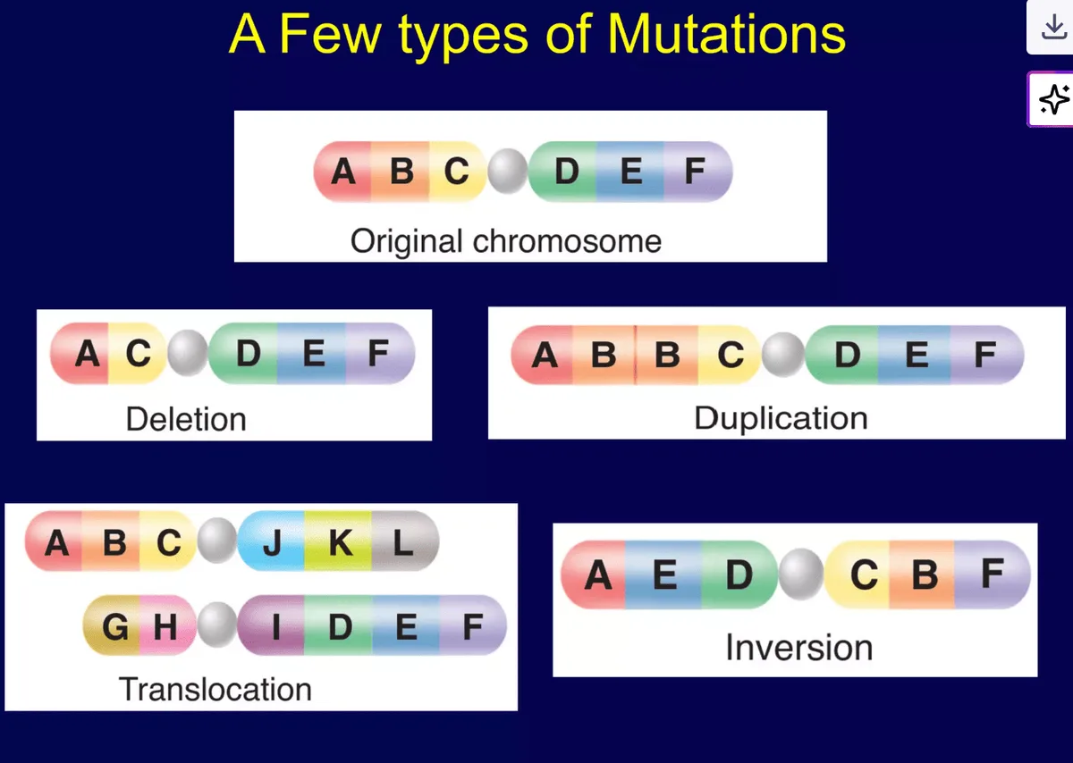 Mutation S