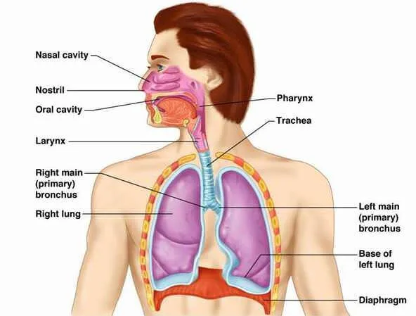 Nasal Cavity Pharynx Larynx Trachea Bronchi And Lungs