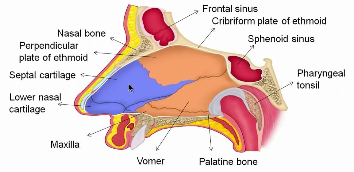Nasal Septum 1 E1751966588819