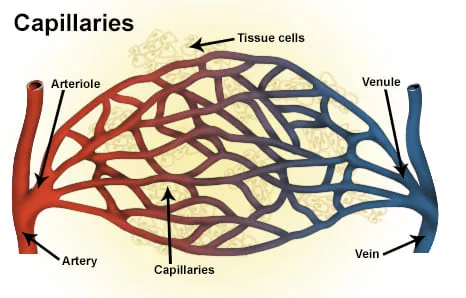 Network Of Capillaries Connecting An Arteriole 1