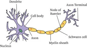 Neuron Structure 2