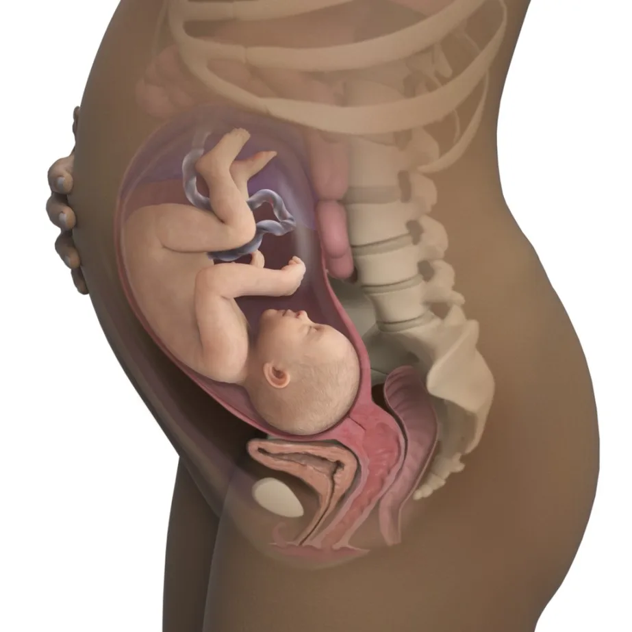 Normal Pregnancy