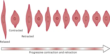 Normal Progressive Contraction And Retraction