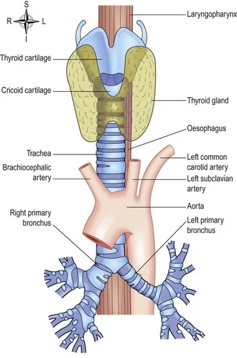Nterior View Of The Trachea
