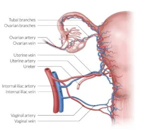 Obstetric Anatomy Blood Supply 300x271