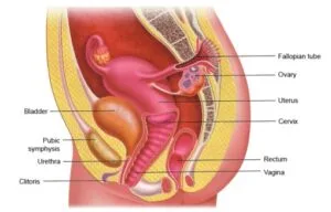 Obstetric Anatomy Relation 300x192