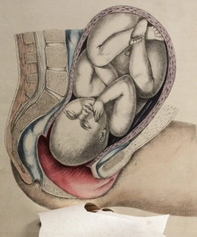 Obstetric Anatomy