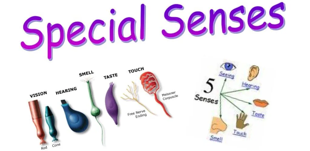Organs Of Special Senses Uhpab E1752043663467