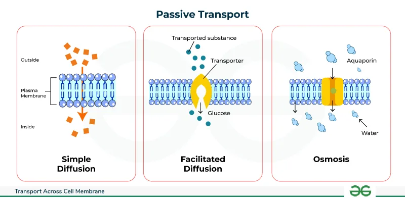 Passive Transport Mechanisms