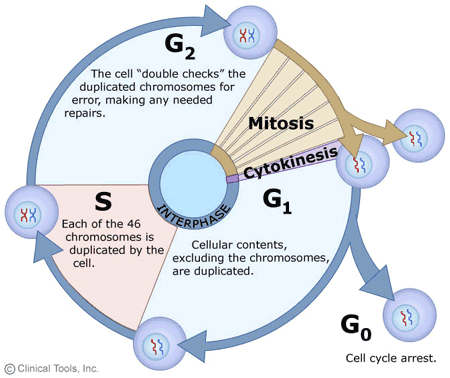 Phases Of The Cell Cycle G1 S G2 M