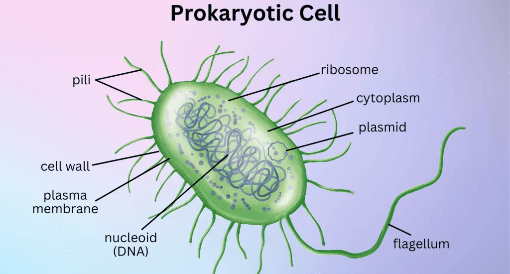 Prokaryotic Cell Diagram 1024x683 1 E1751519769762