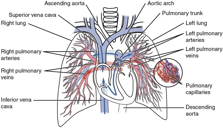 Pulmonary Circulation 1 1