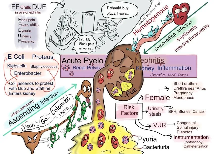 Pyelonephritis Intro 1 1