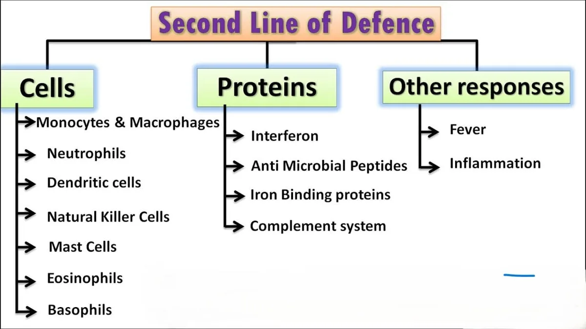 Second Line Of Defence 1