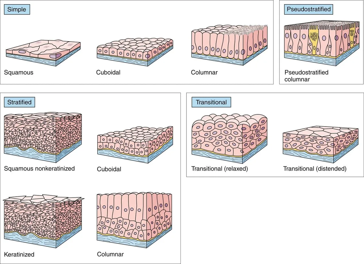 Simple Stratified Squamous Cuboidal Columnar Pseudostratified Transitional 1 1