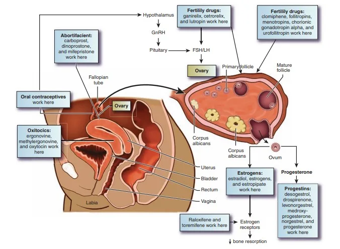 Sites Of Action Of Gonadotropin