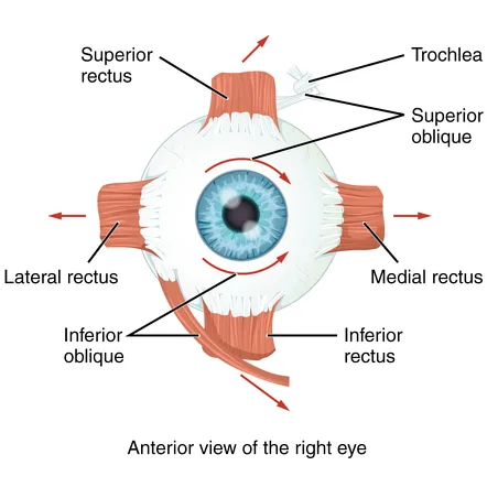 Six Extrinsic Eye Muscles And Their Attachment