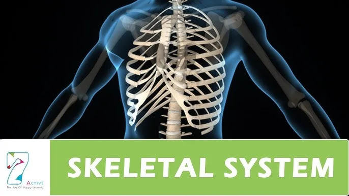 Skeletal Systrem