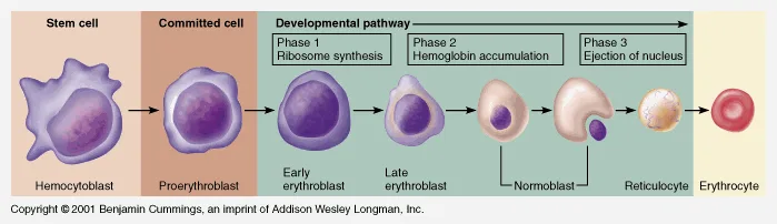 Stages In The Development Of Blood Cells