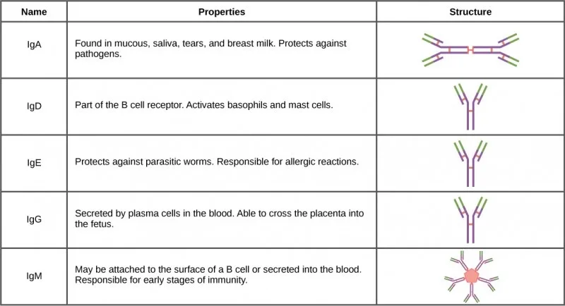 Structure Of The Antibody