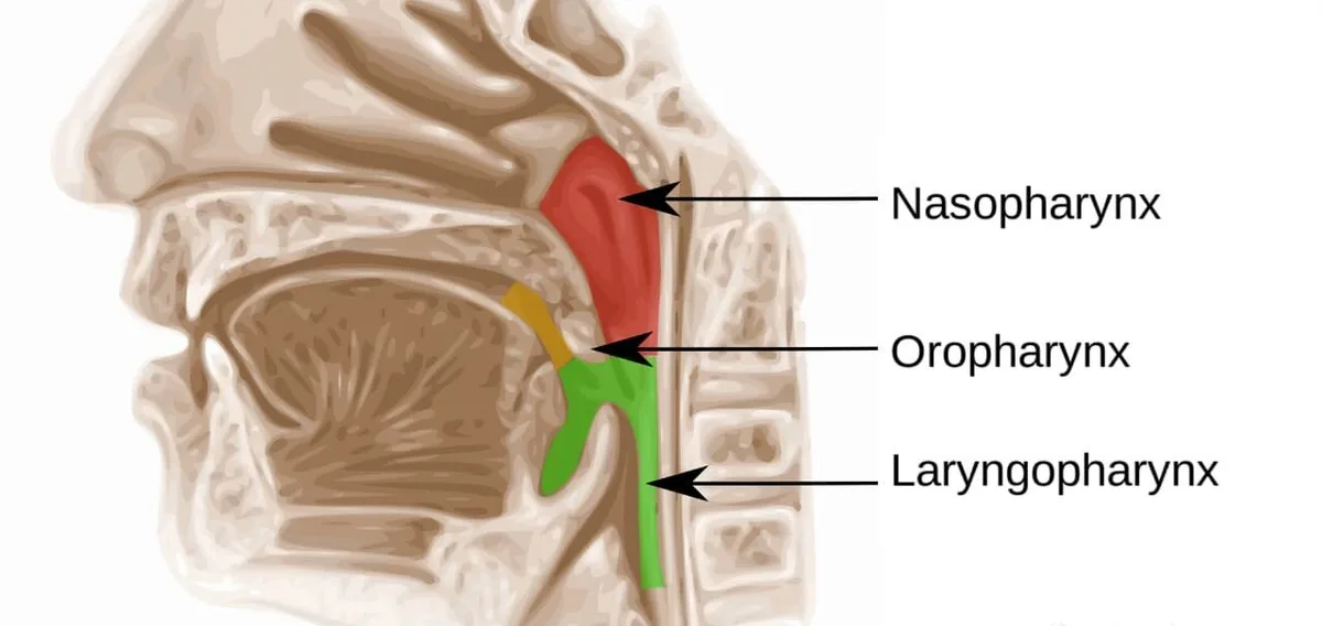 The Three Divisions Of The Pharynx 1 E1751966831166