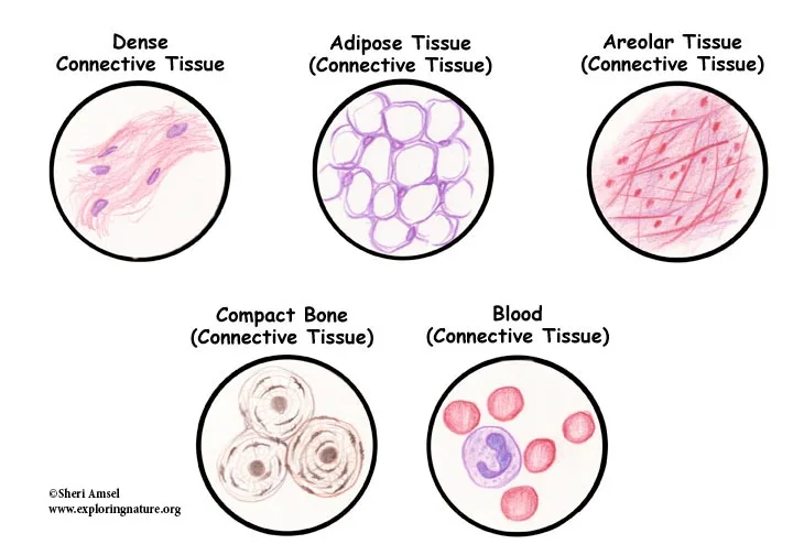 Tissue Connective