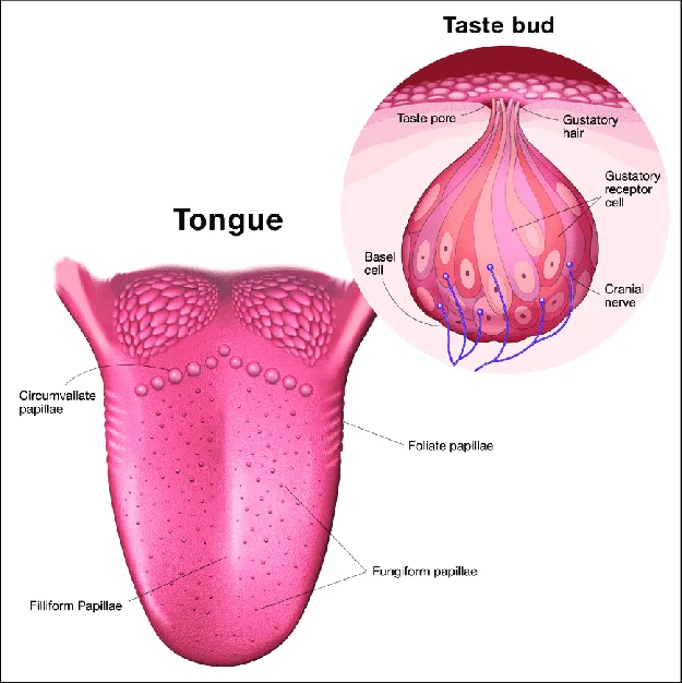 Tongue Surface With Papillae And A Magnified View Of A Taste Bud 1