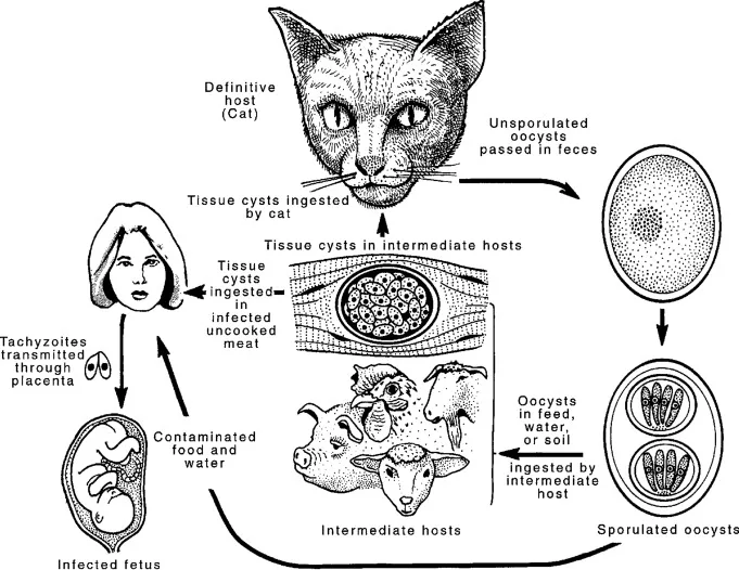 Toxoplasmosis Lifecycle