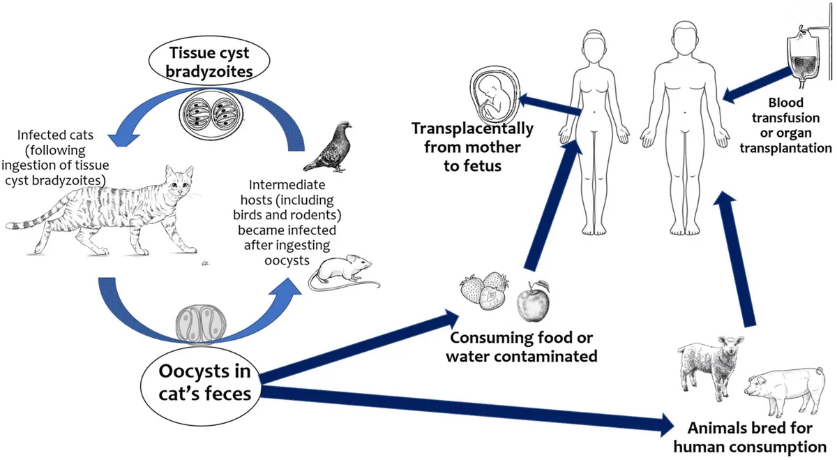 Transmission Toxoplasmosis 2