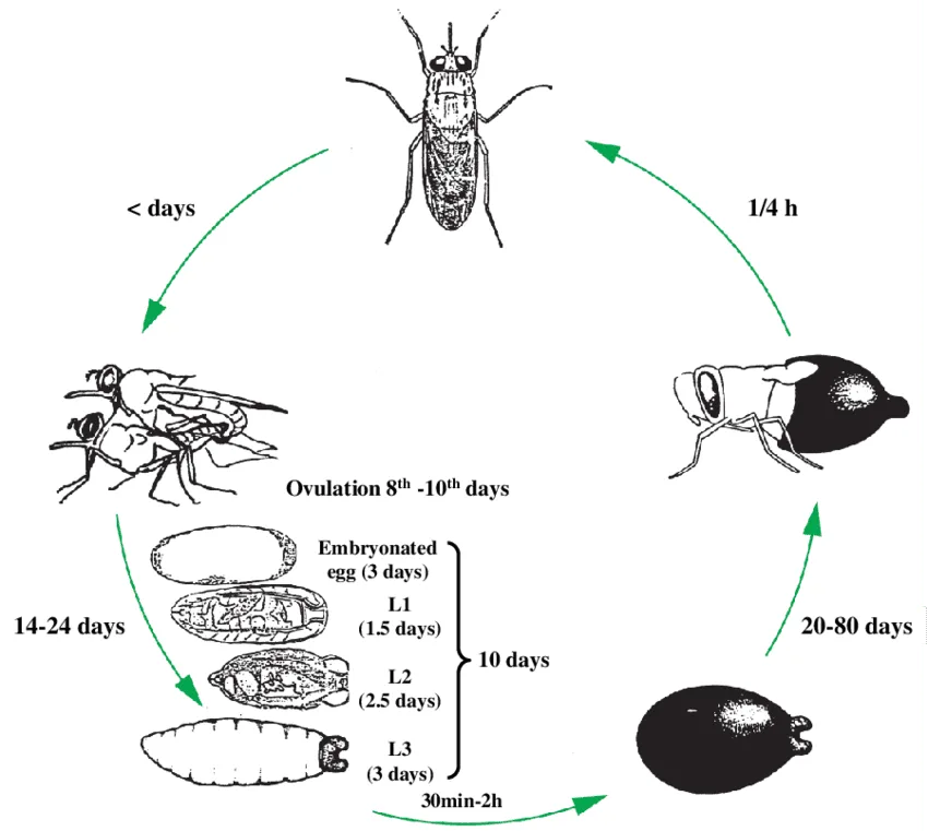 Tsetse Fly Lifecycle 1