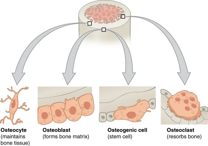 Types Of Bone Cells Osteogenic Cell Osteoblast Osteocyte Osteoclast