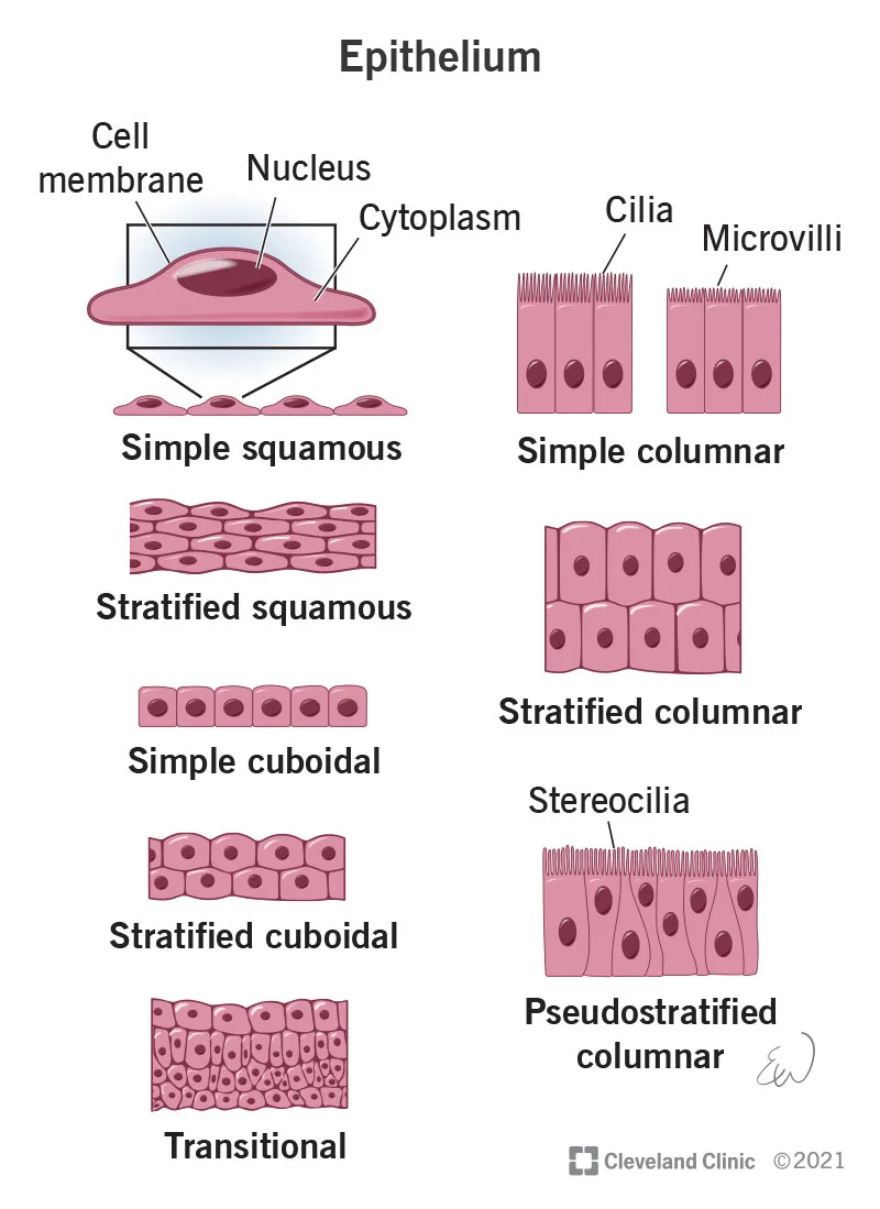 Types Of Epithelial Tissue