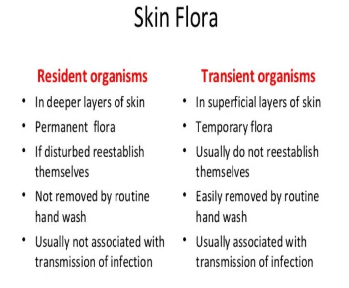 Types Of Normal Flora 1